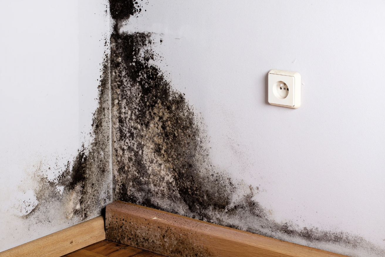 brown mold